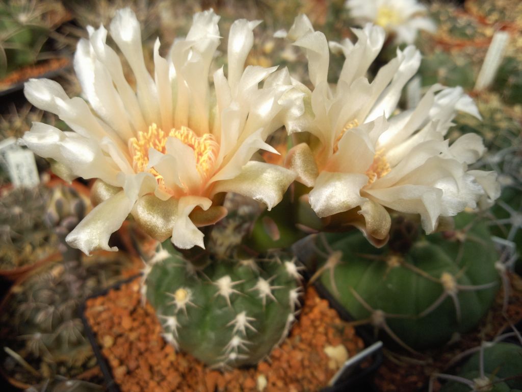 GYMNOCALYCIUM alboareolatum, WR 716, Villa Bustos,La Rioja